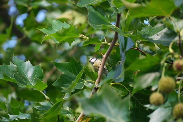 Green oak leaves on a branch with several acorns in soft focus