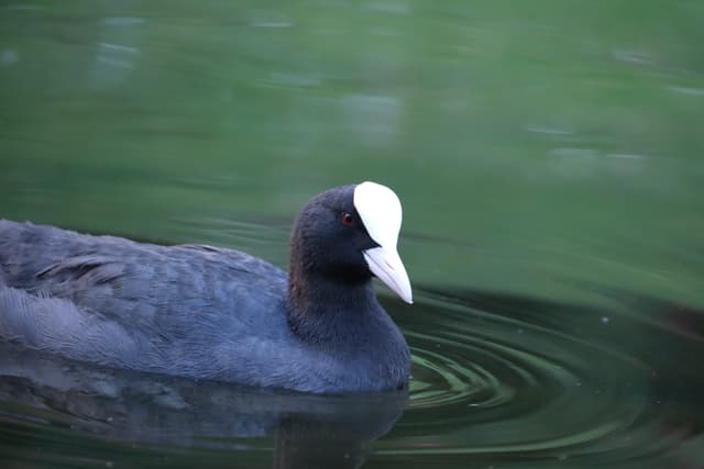 Eurasian coot gliding across calm green water, leaving circular ripples behind