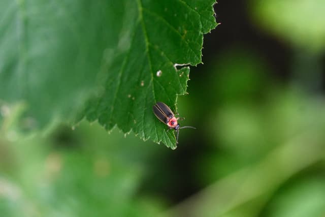 Red ladybug perched on the edge of a green leaf against a soft, blurred green background