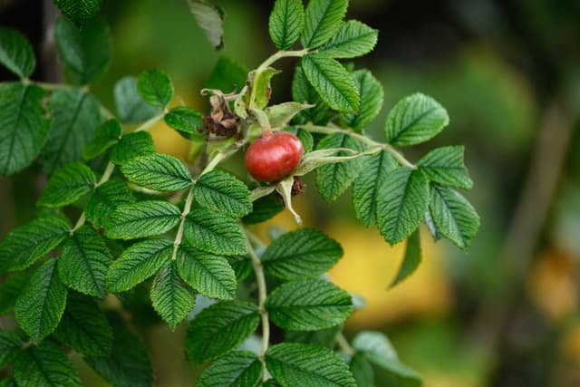 Close-up of red rosehip berries on a leafy green branch