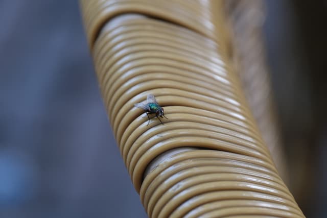 Close-up macro of a housefly resting on a curved rattan wicker surface with soft blurred background