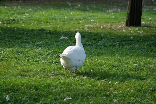 White goose standing on a grassy lawn in sunlight