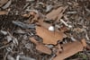 Broken eggshell fragments scattered among dry leaves, twigs, and soil on the ground