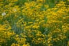 Dense field of yellow wildflowers with green foliage in soft natural light
