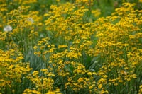 Dense field of yellow wildflowers with green foliage in soft natural light