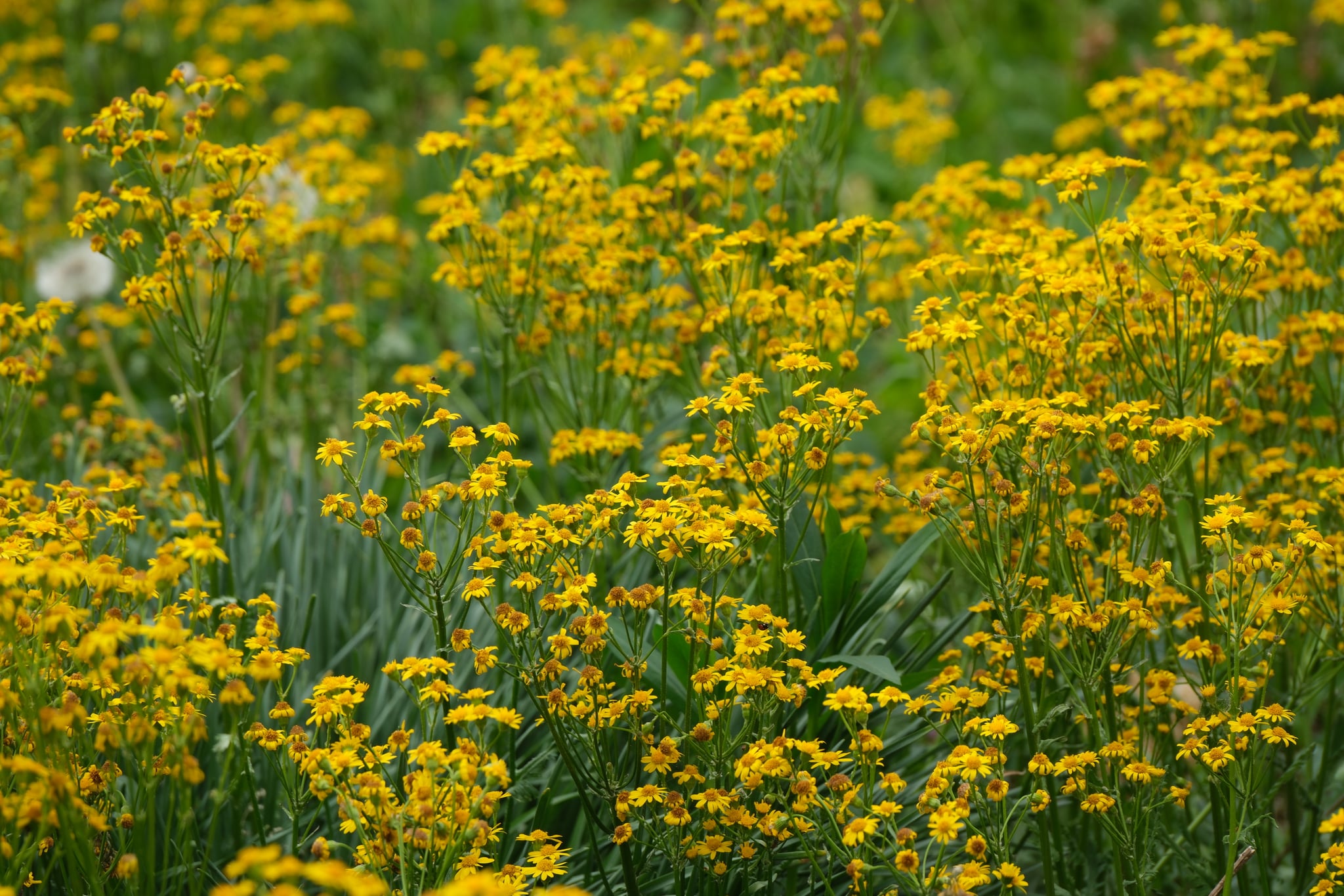 Dense field of yellow wildflowers with green foliage in soft natural light