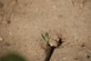 A small green plant sprouting from sandy soil, surrounded by a few pebbles and twigs