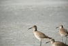 Three shorebirds standing at the edge of shallow water on a sandy beach