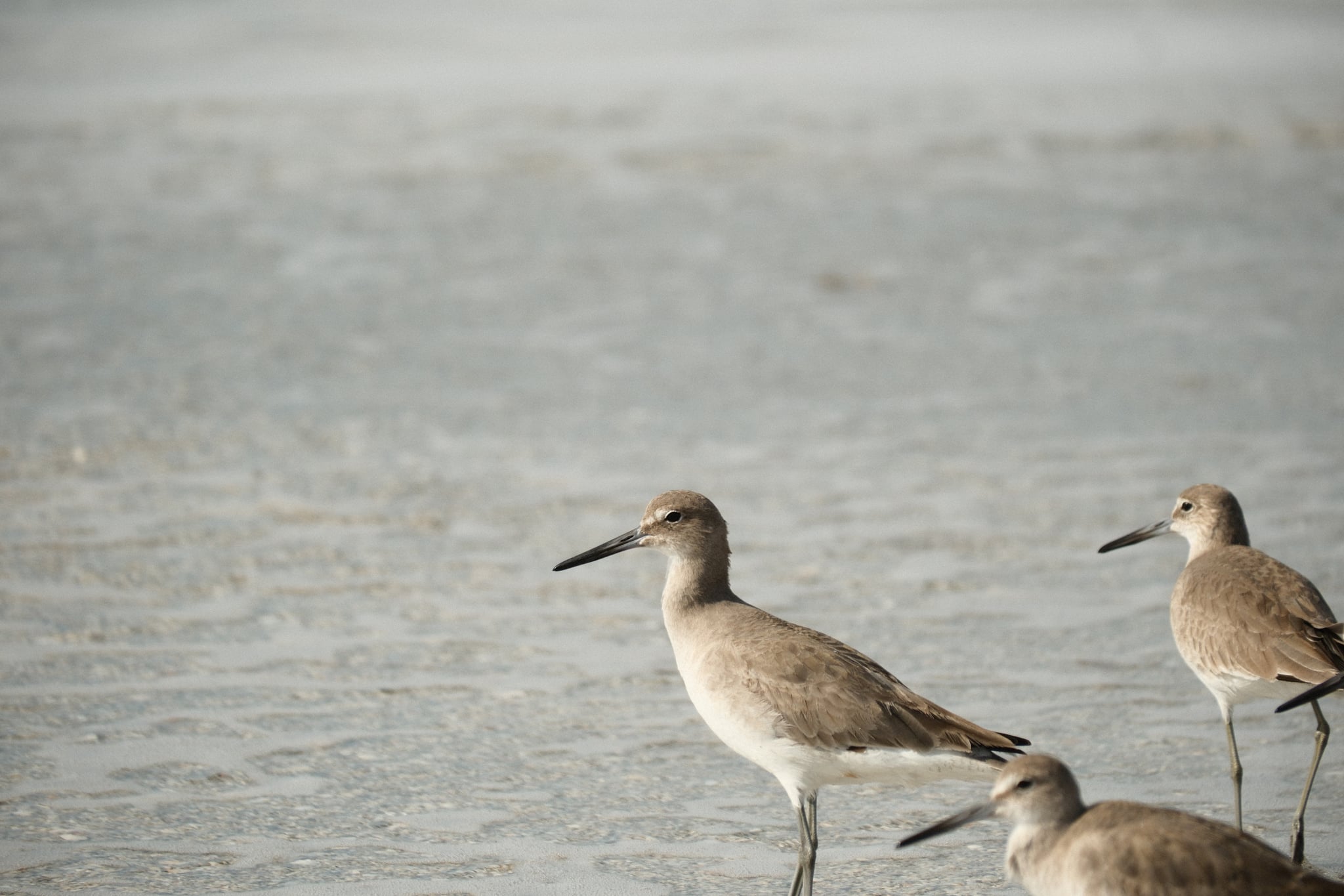 Three shorebirds standing at the edge of shallow water on a sandy beach