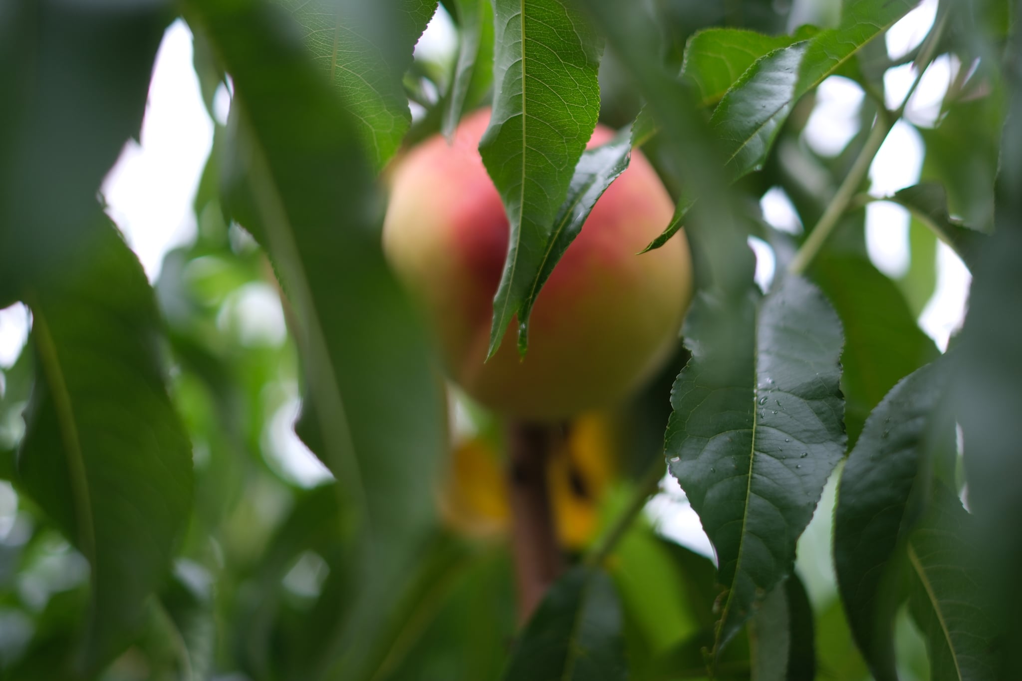 Ripe peach hanging from a leafy branch in a sunlit orchard