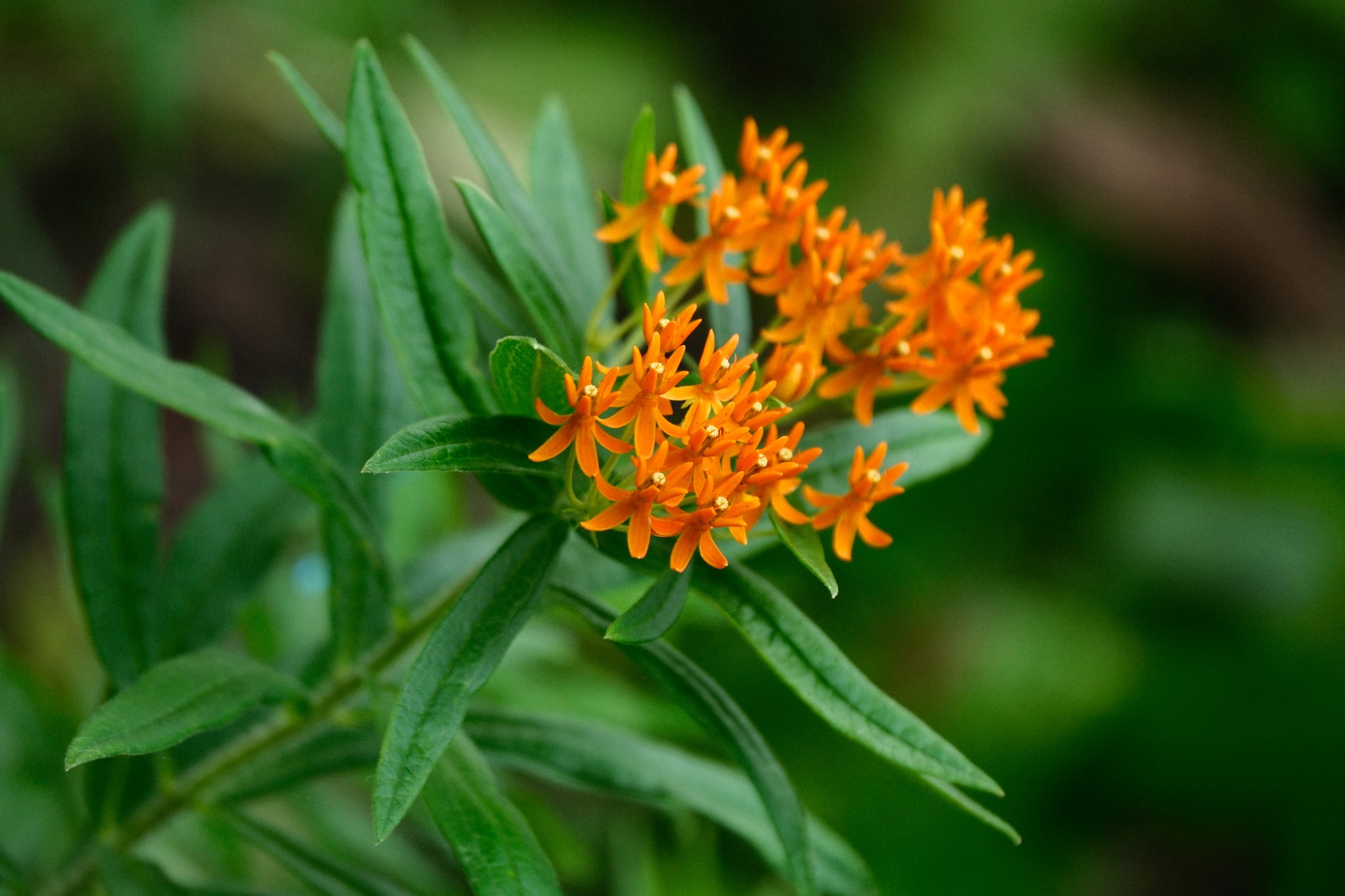 Cluster of bright orange flowers with green leaves against a softly blurred natural background