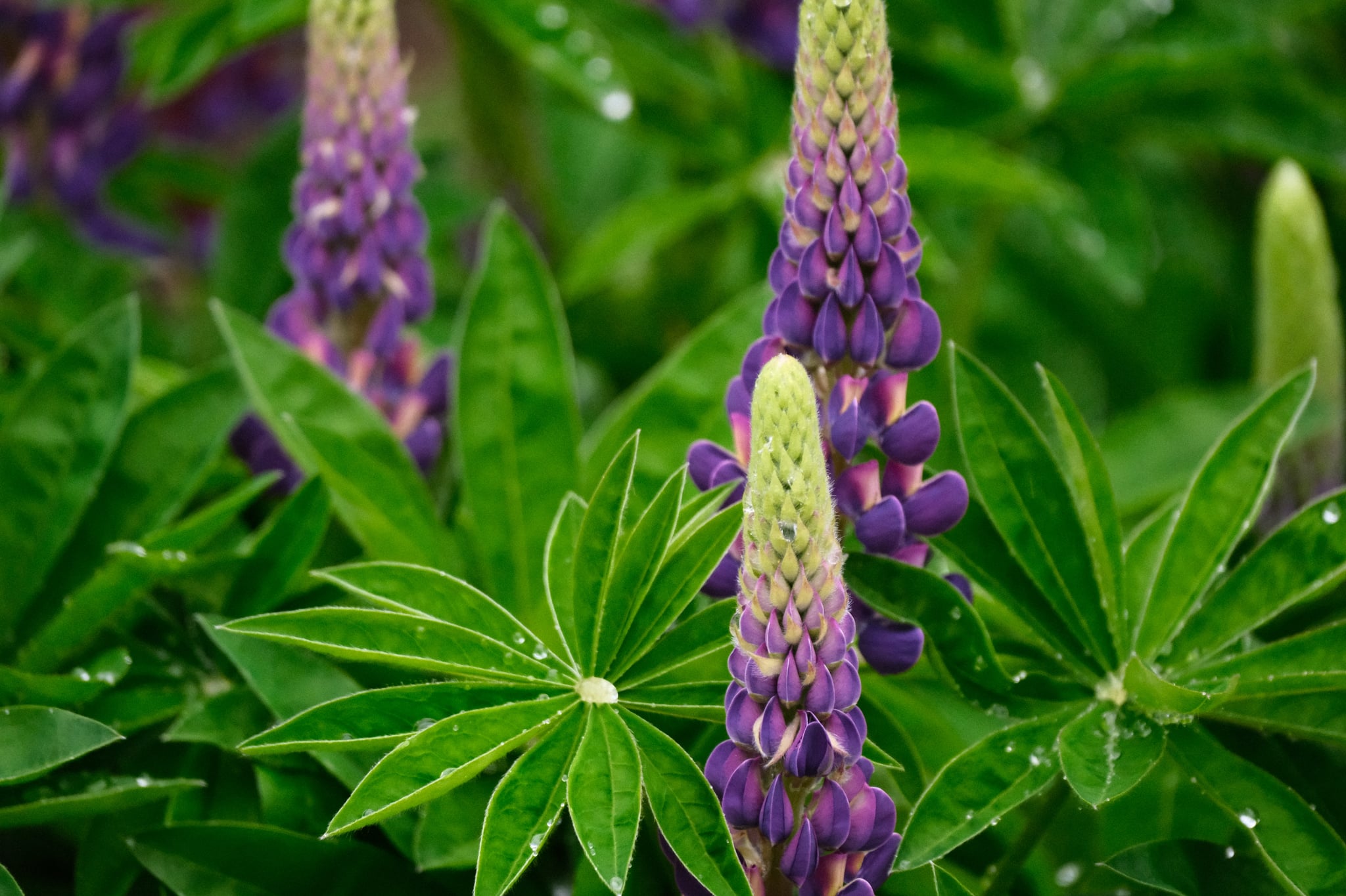 Close-up of purple lupine flower spikes with green palmate leaves in a garden setting
