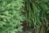 Close-up of green conifer branches with soft focus and layered needles