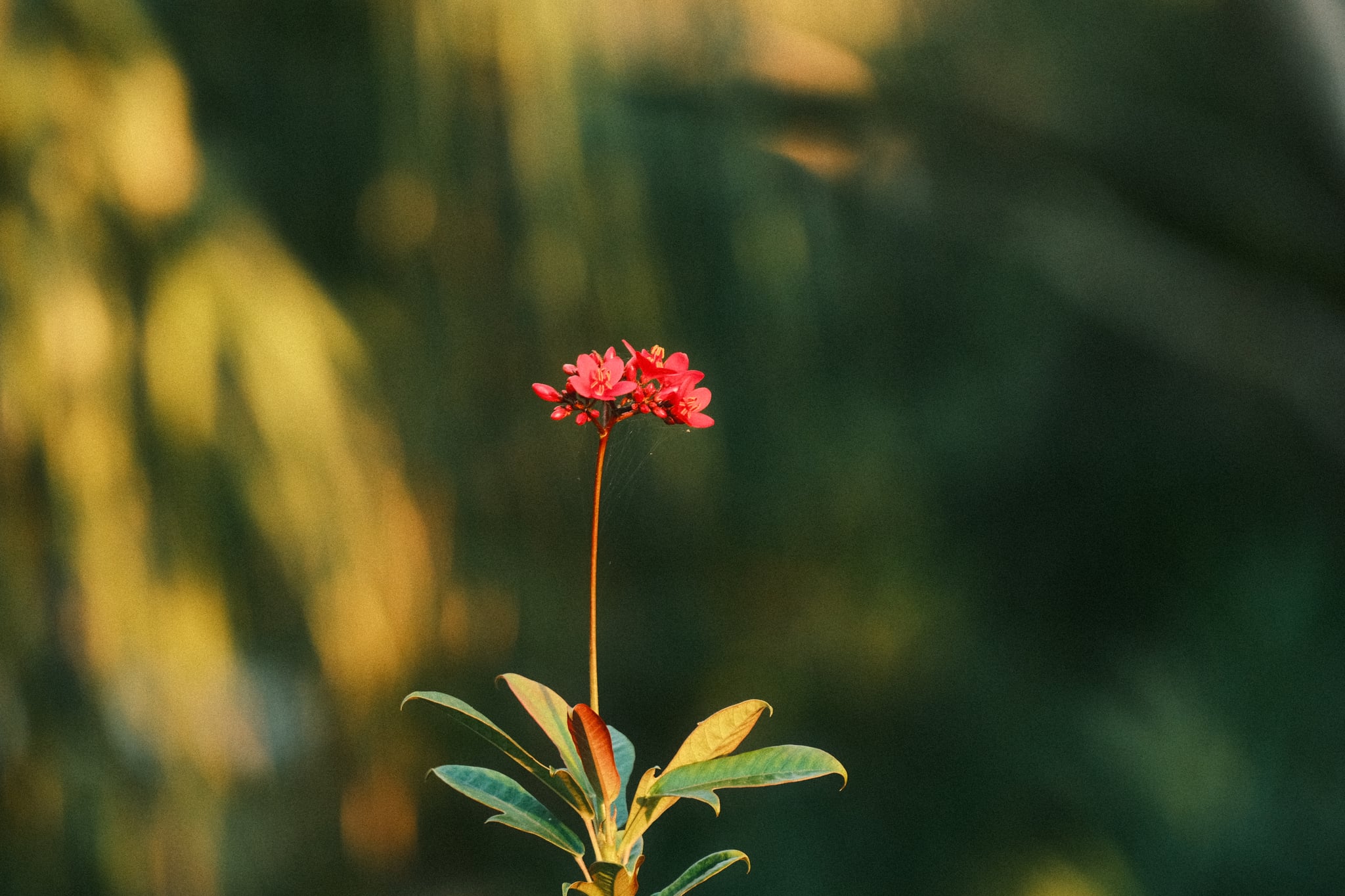 Single red wildflower on a tall stem, softly lit against a blurred green and golden background