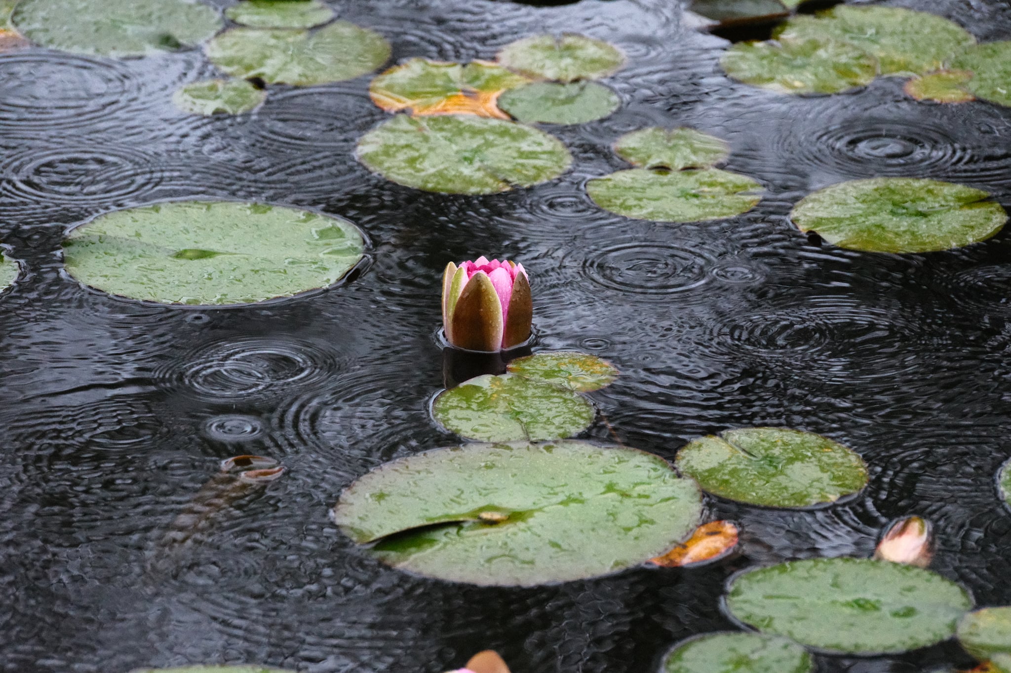 Pink water lily bud amid green lily pads on a dark pond, with raindrop ripples spreading across the surface