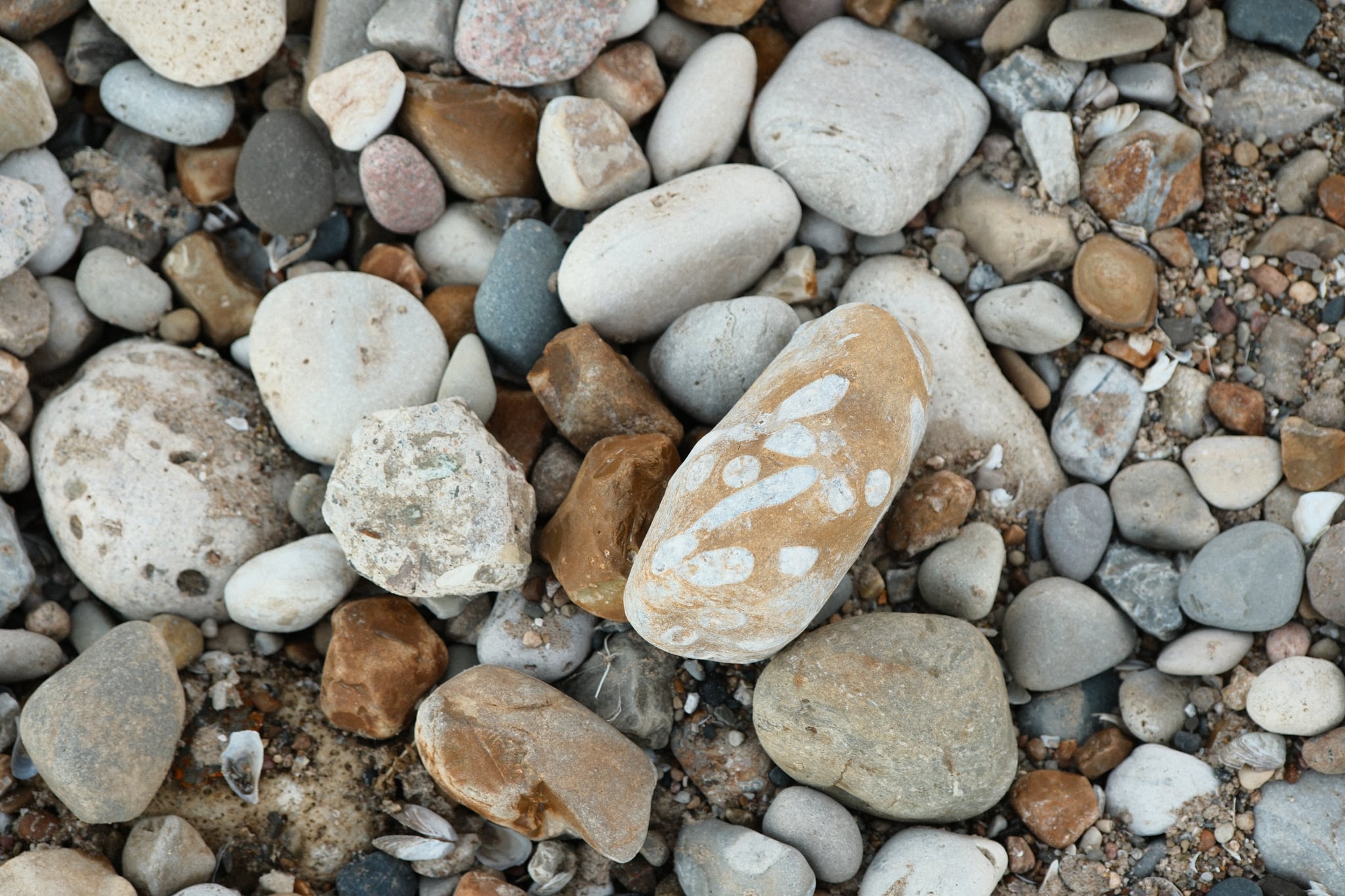 Close-up of smooth multicolored pebbles and stones, including a larger tan rock with pale markings among smaller gray and white stones