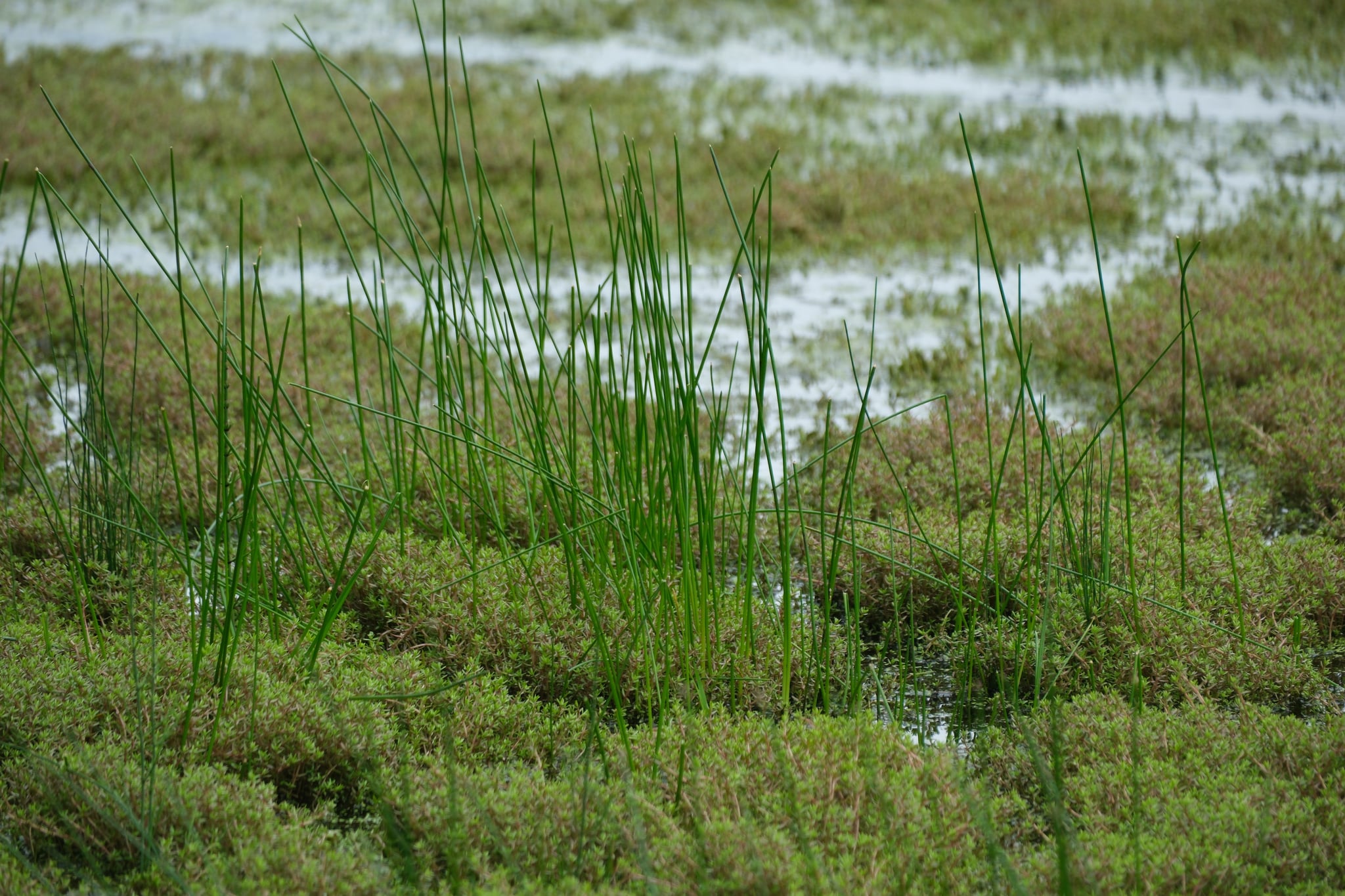 Wetland marsh with tall grasses and mossy green vegetation beside shallow water