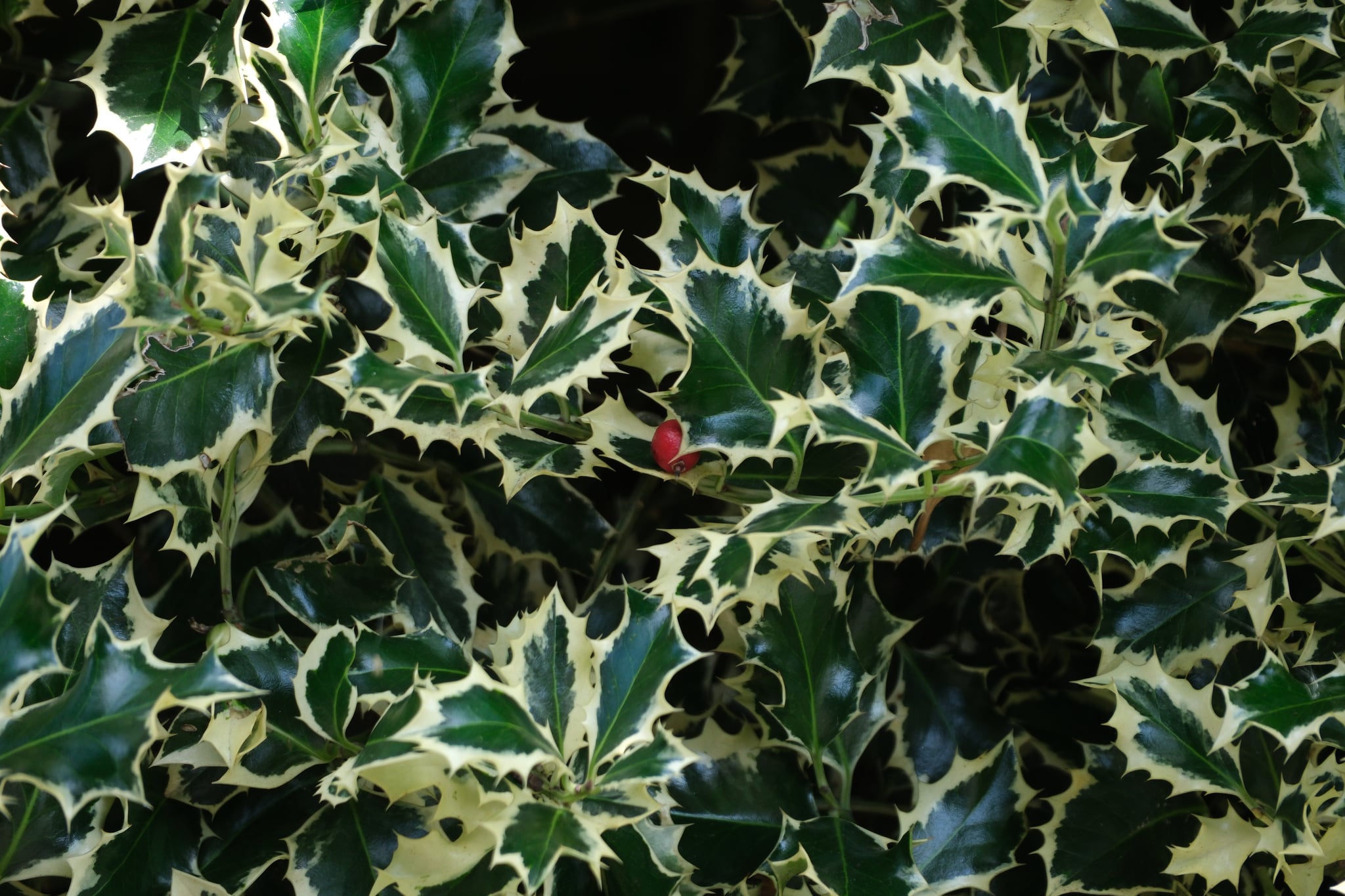Dense cluster of green-and-cream variegated holly leaves with sharp serrated edges