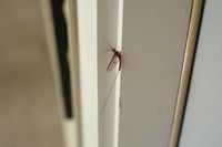 Small brown spider perched on a white door frame with a blurred indoor background