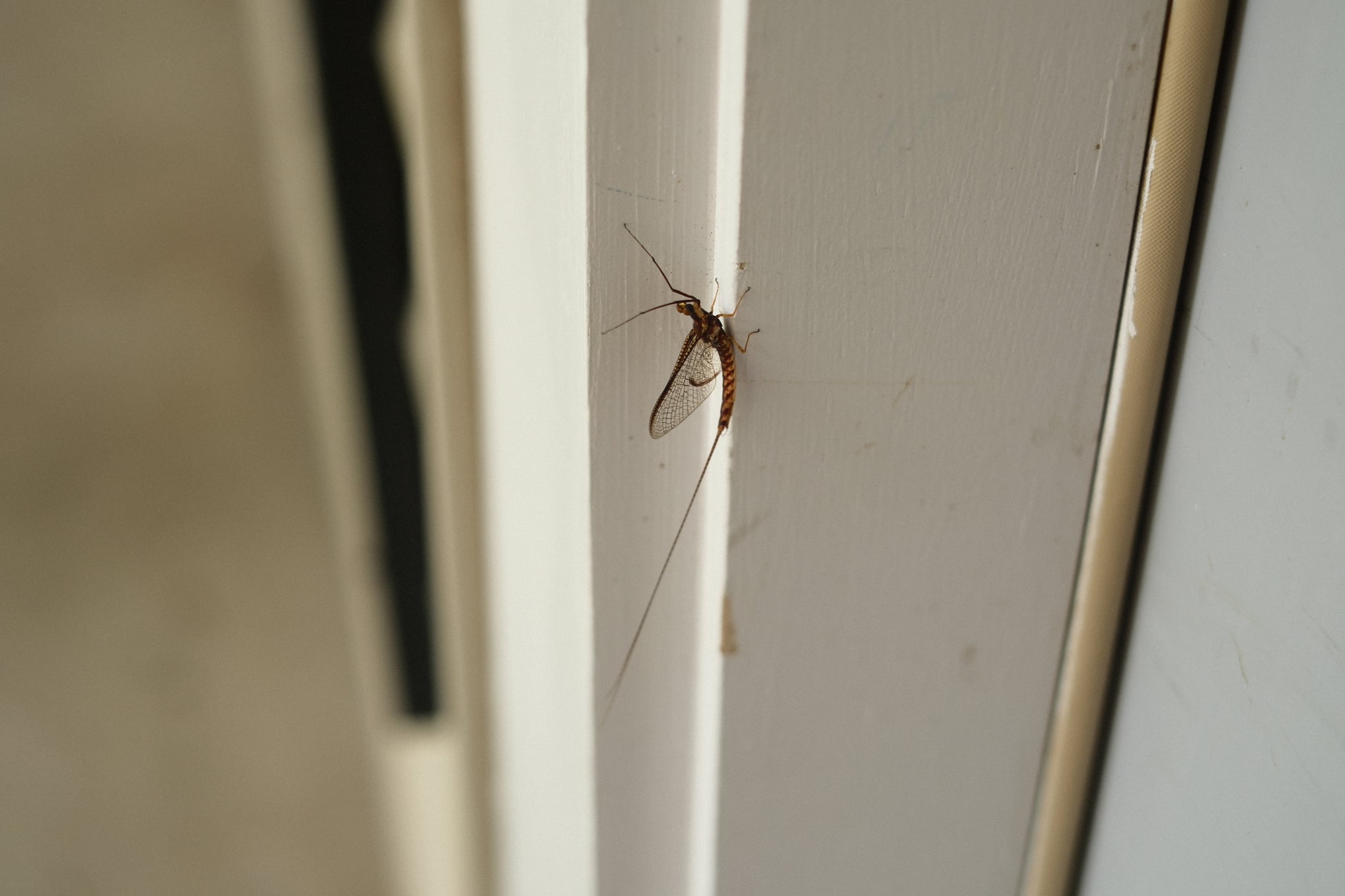 Small brown spider perched on a white door frame with a blurred indoor background