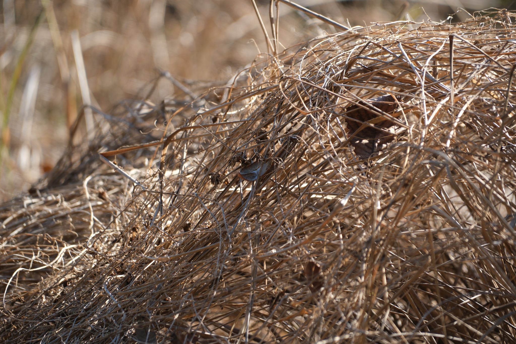 Camouflaged bird’s nest blended into dry grass and twigs
