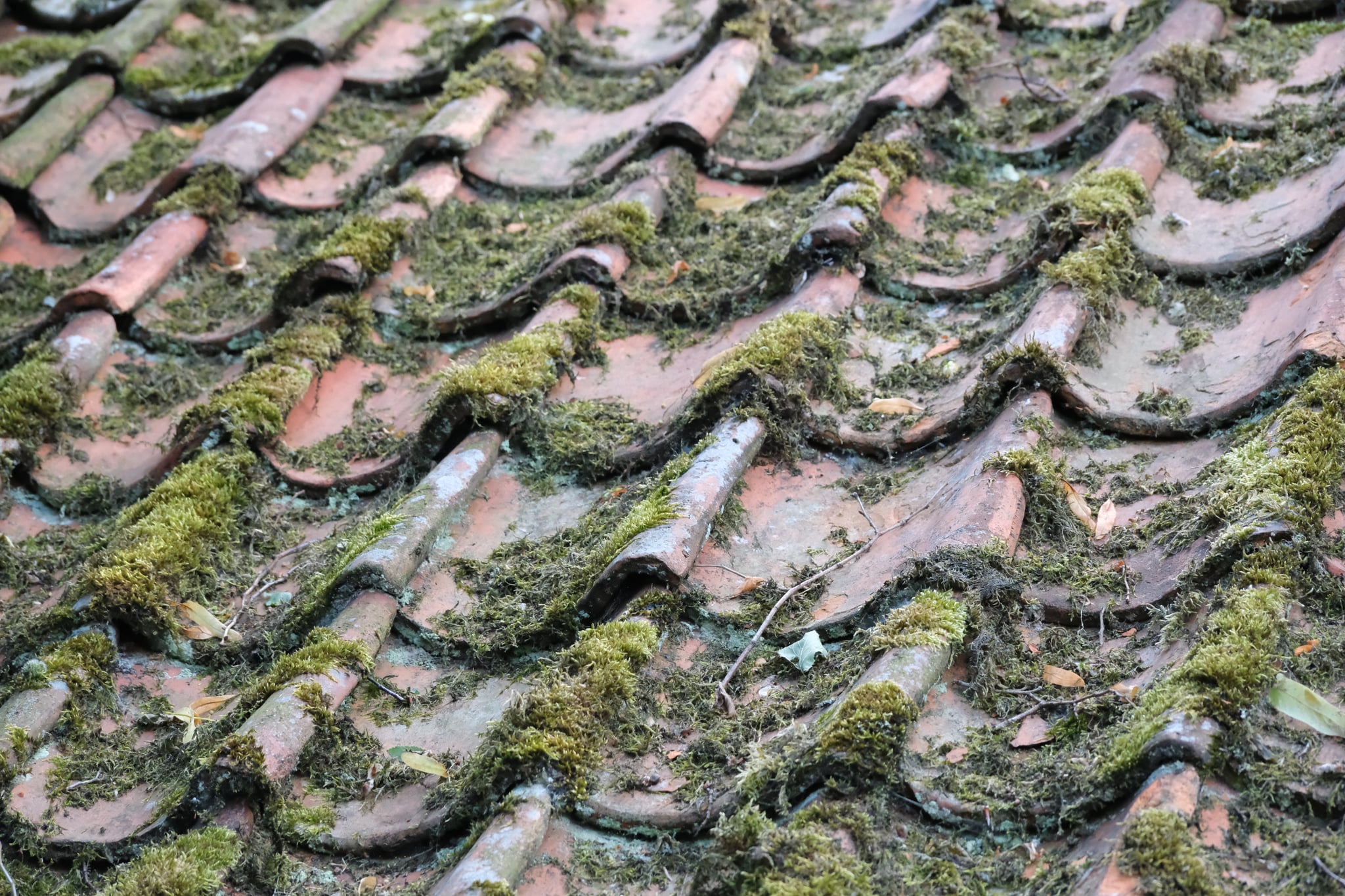 Weathered clay roof tiles with moss and lichen growth in a repeating wavy pattern