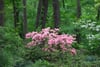 Pink flowering shrub surrounded by lush green foliage and tall trees in a woodland setting