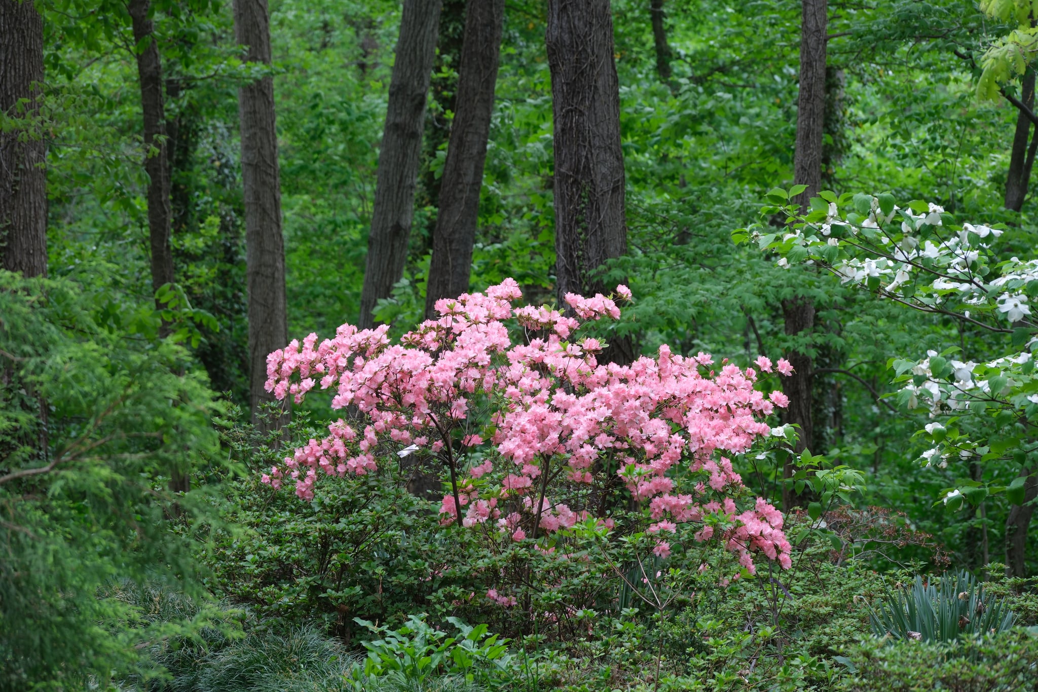 Pink flowering shrub surrounded by lush green foliage and tall trees in a woodland setting