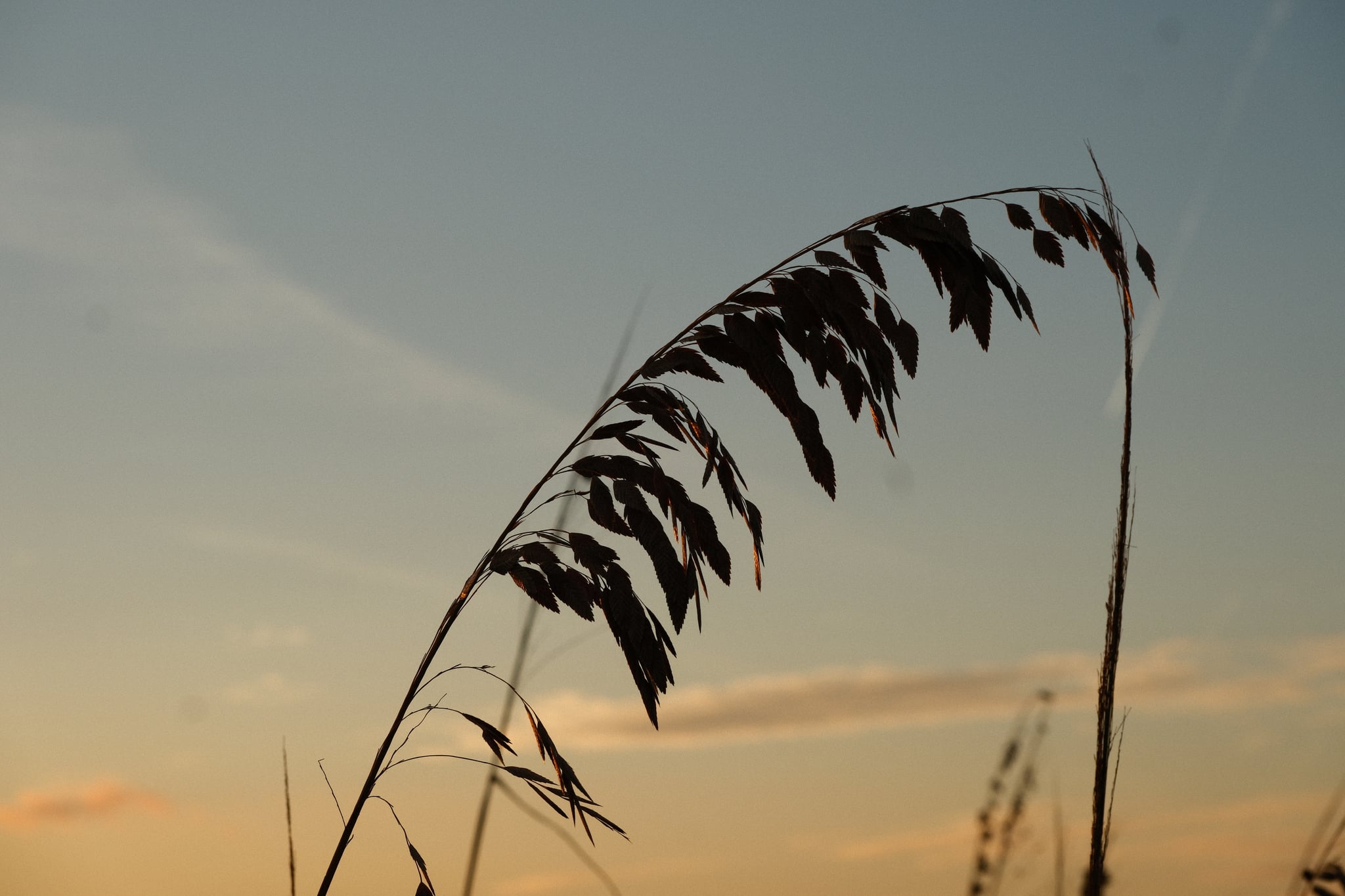 Curved seagrass seed head silhouetted against a pastel sunset sky