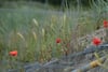 Red poppies and tall grasses growing beside a black mesh fence in a natural field setting