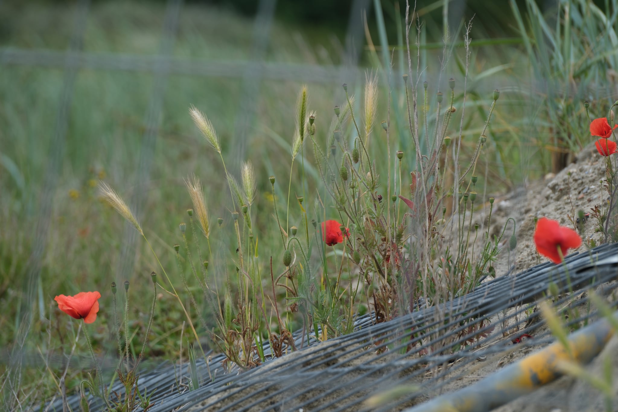 Red poppies and tall grasses growing beside a black mesh fence in a natural field setting