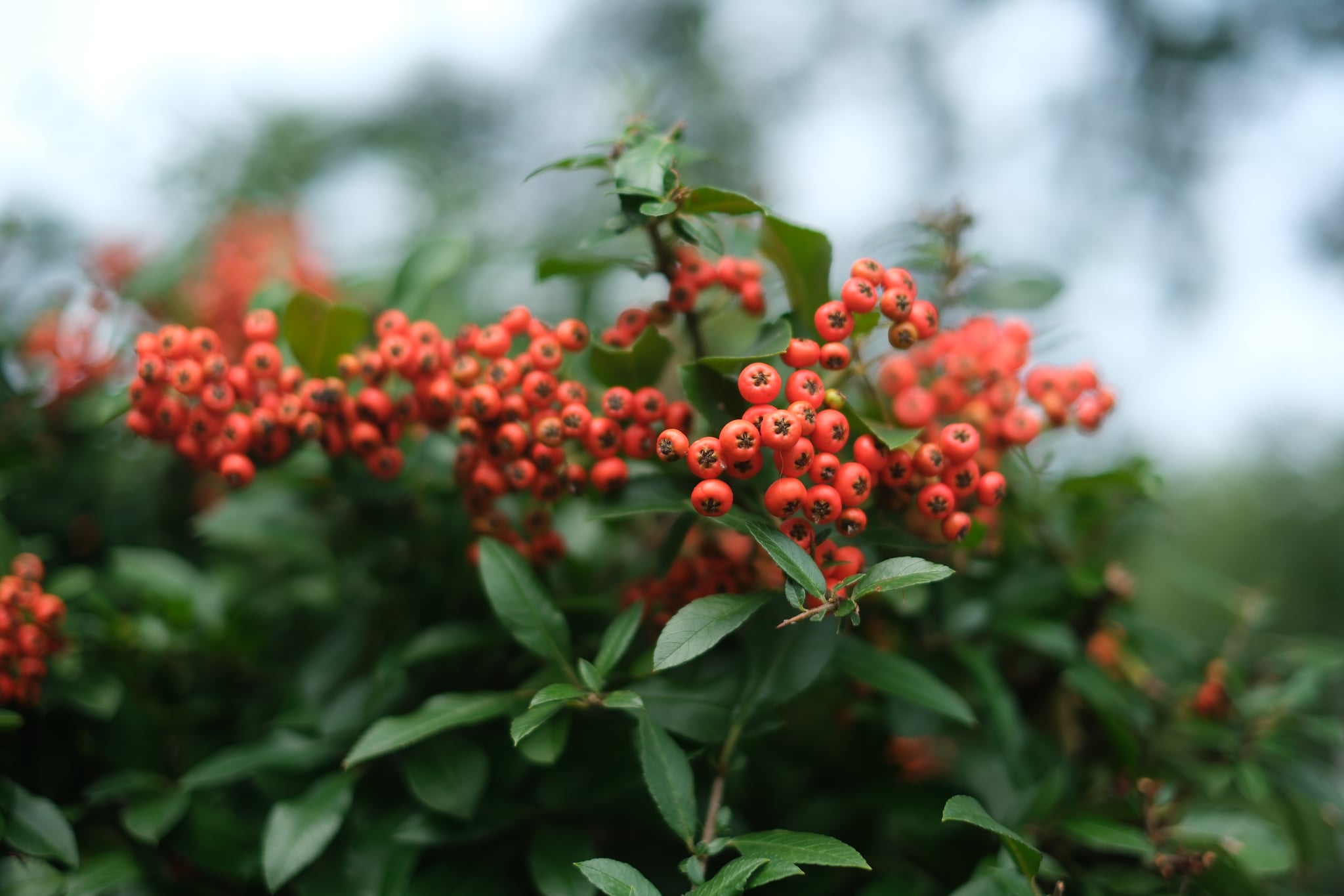 Close-up of vibrant red berries on a leafy green branch with a softly blurred background