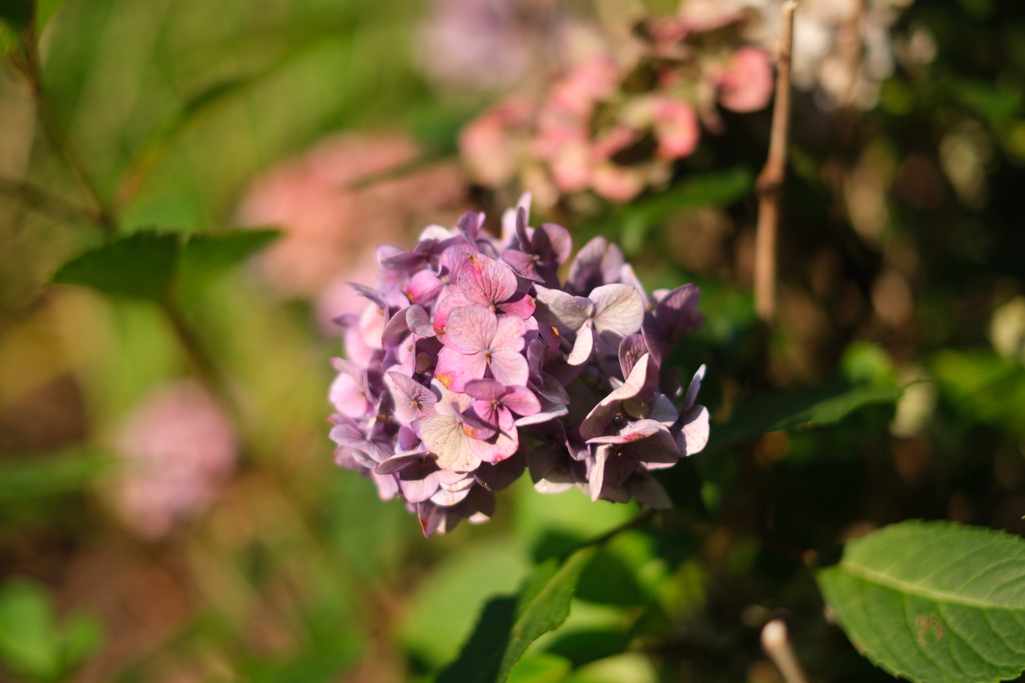Close-up of a purple hydrangea flower illuminated by warm sunlight, with green leaves and soft bokeh in the background