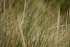 Tall green and brown grass blades swaying in a field