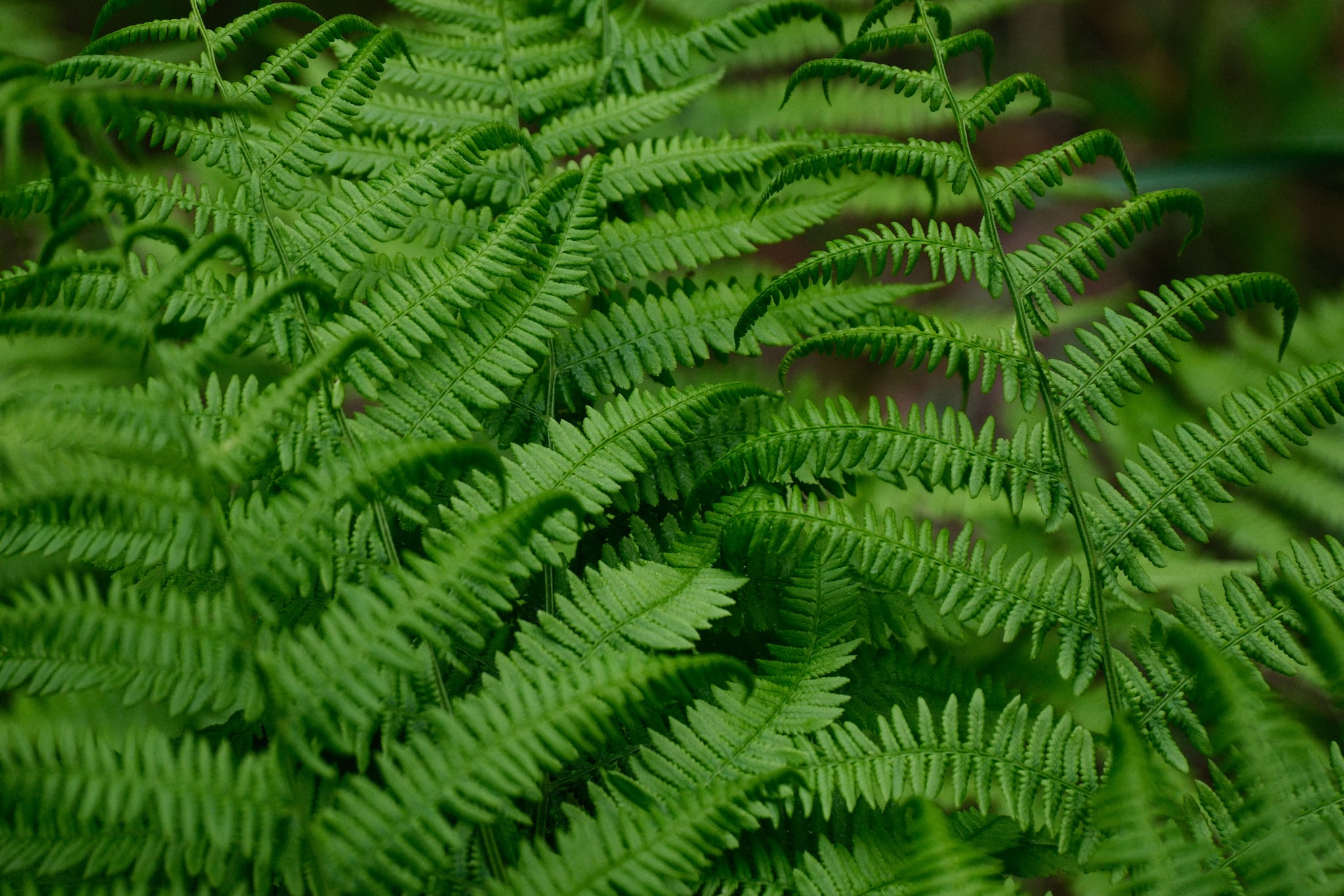 Dense green fern fronds forming a lush textured groundcover