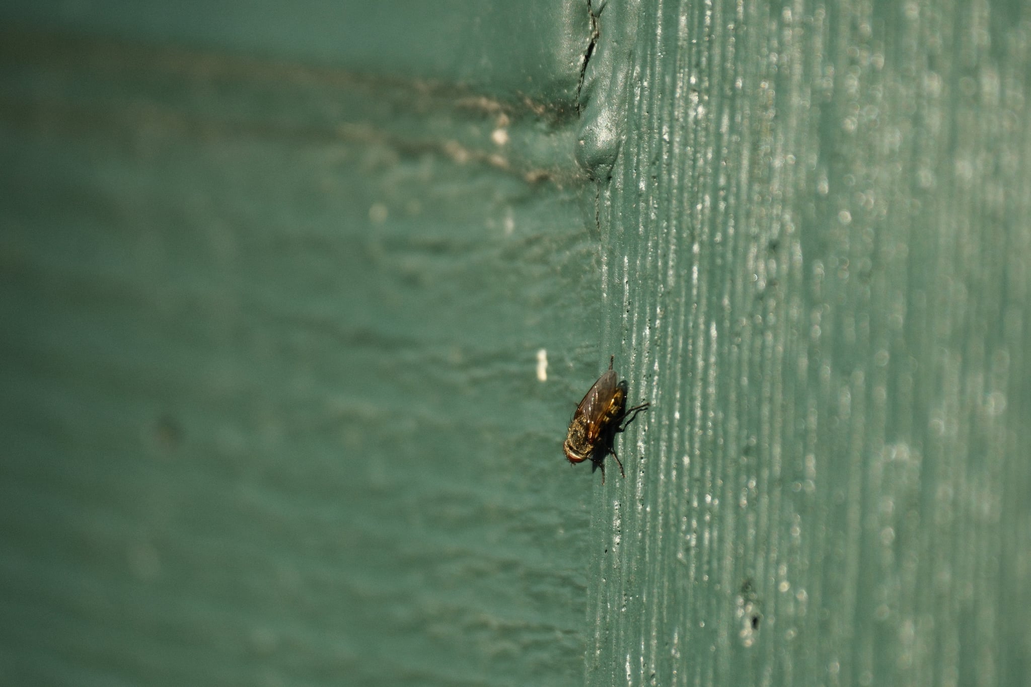 Small fly crawling on a green painted wall