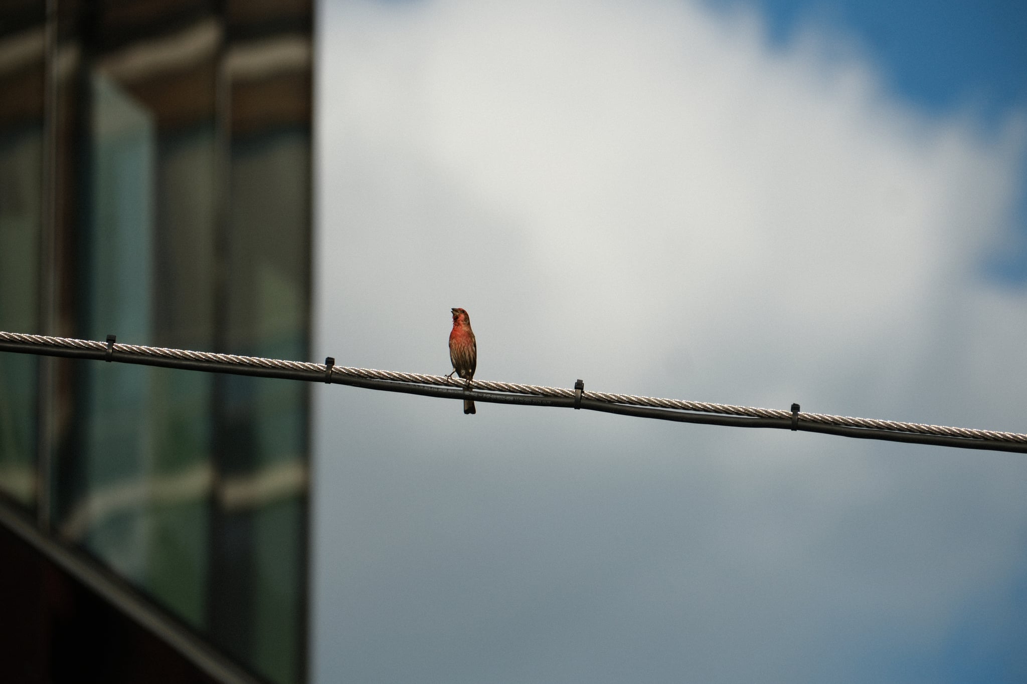 Small bird perched on a utility wire beside a glass building against a cloudy sky