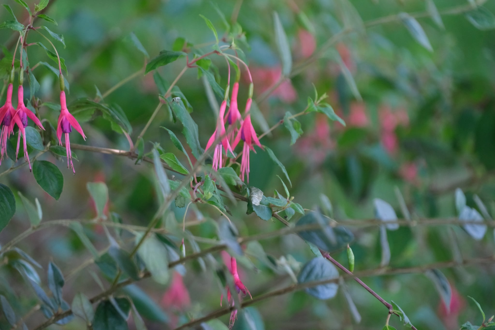 Pink fuchsia flowers hanging from slender branches amid soft green foliage