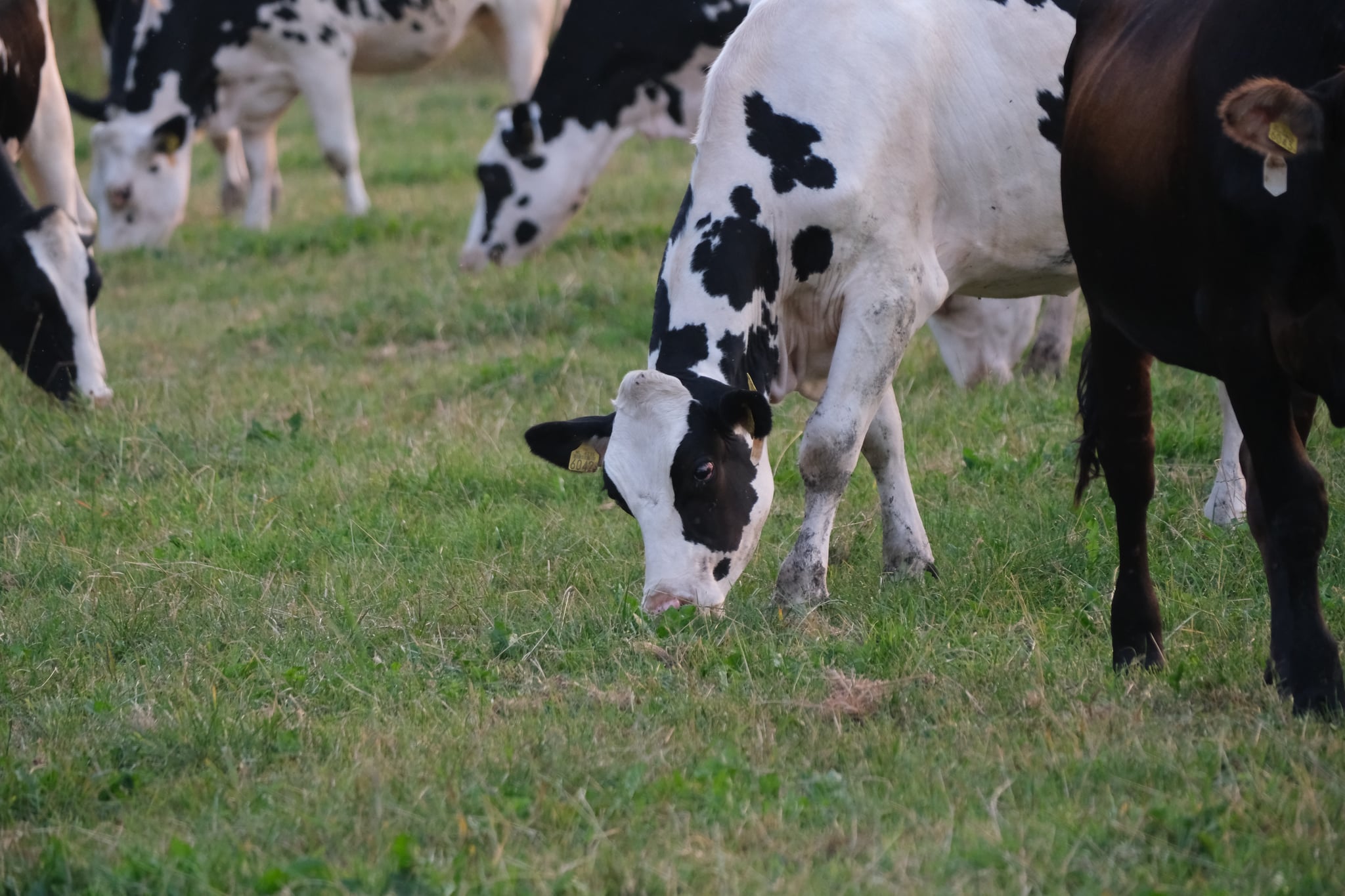 Black-and-white dairy cows grazing on a grassy pasture