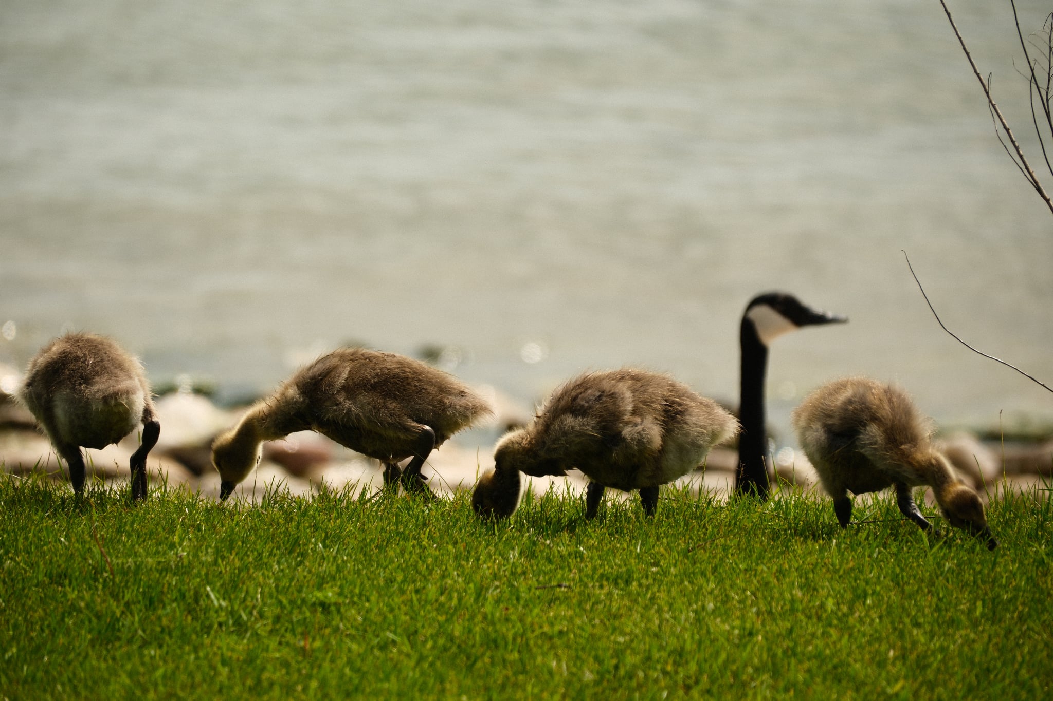 Canada goose standing among grazing geese on a green shoreline beside calm water