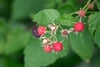 Ripe and unripe blackberries hanging from a bramble with green leaves in soft focus