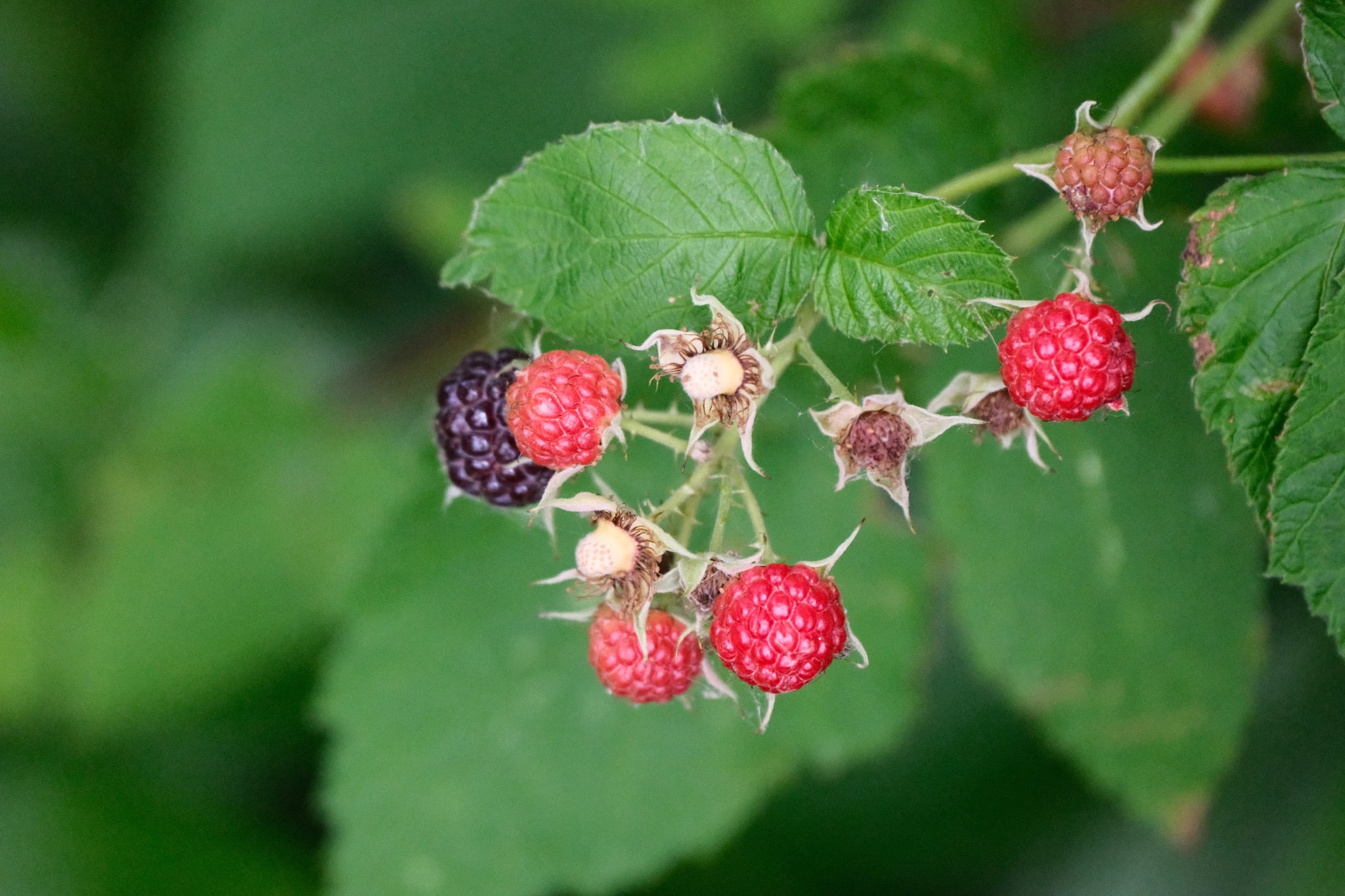 Ripe and unripe blackberries hanging from a bramble with green leaves in soft focus