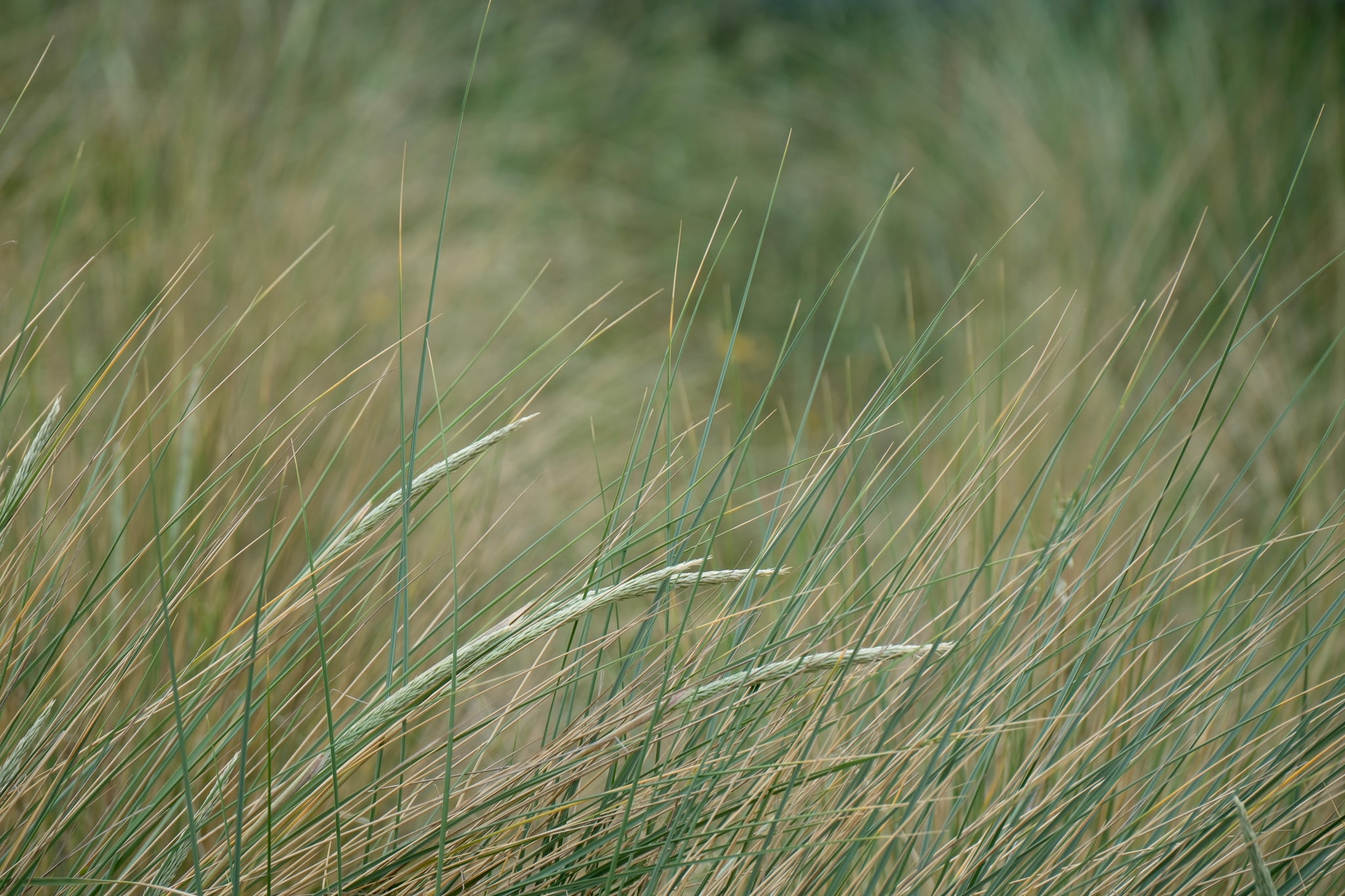 Close-up of tall, pale-tipped grasses swaying in a green meadow