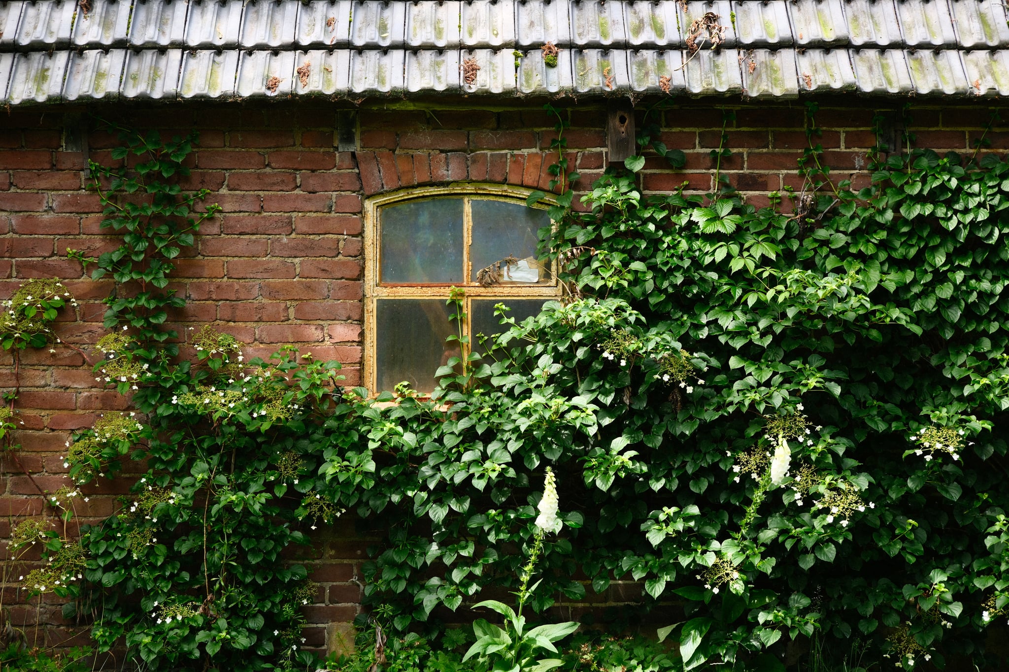 Brick wall with an arched window partially covered by lush green ivy beneath a tiled roof