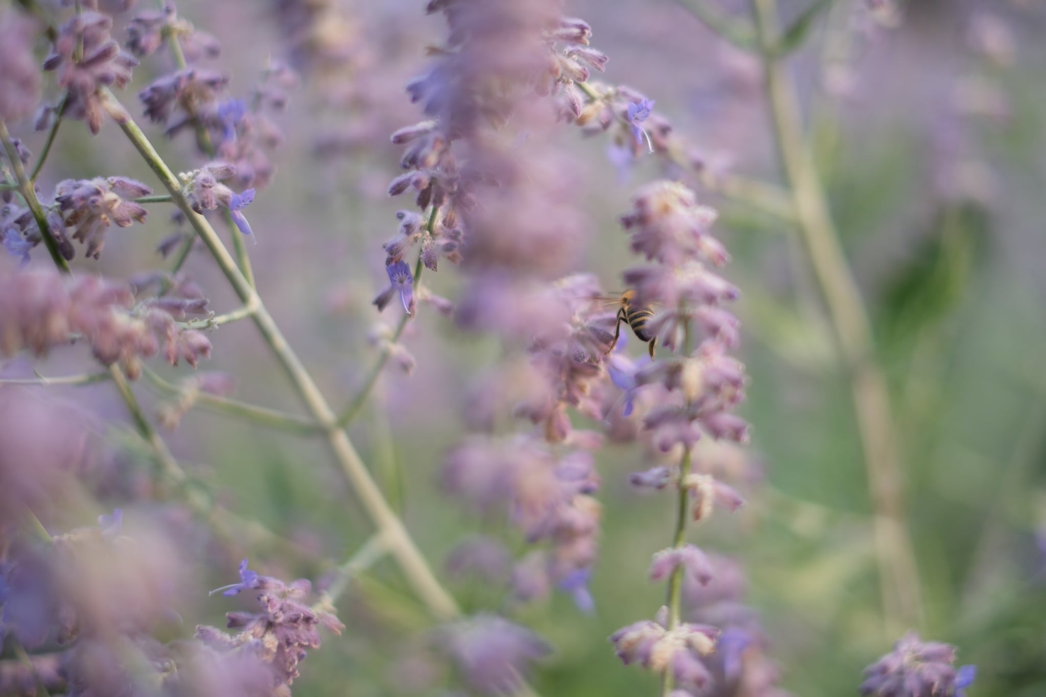 Soft-focus lavender flowers in a meadow with pastel purple hues and gentle bokeh
