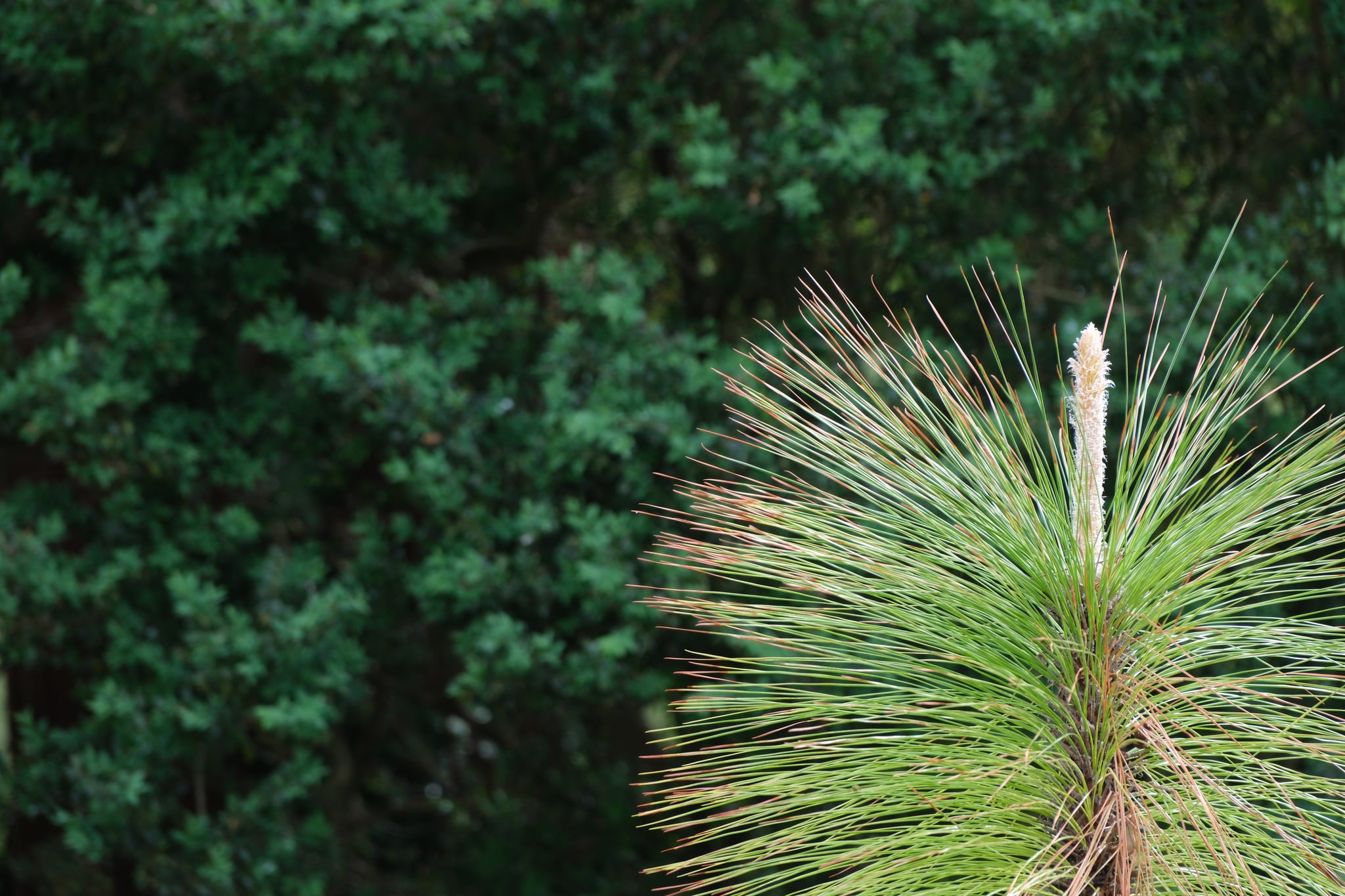 Close-up of pine needles against a dense green foliage background