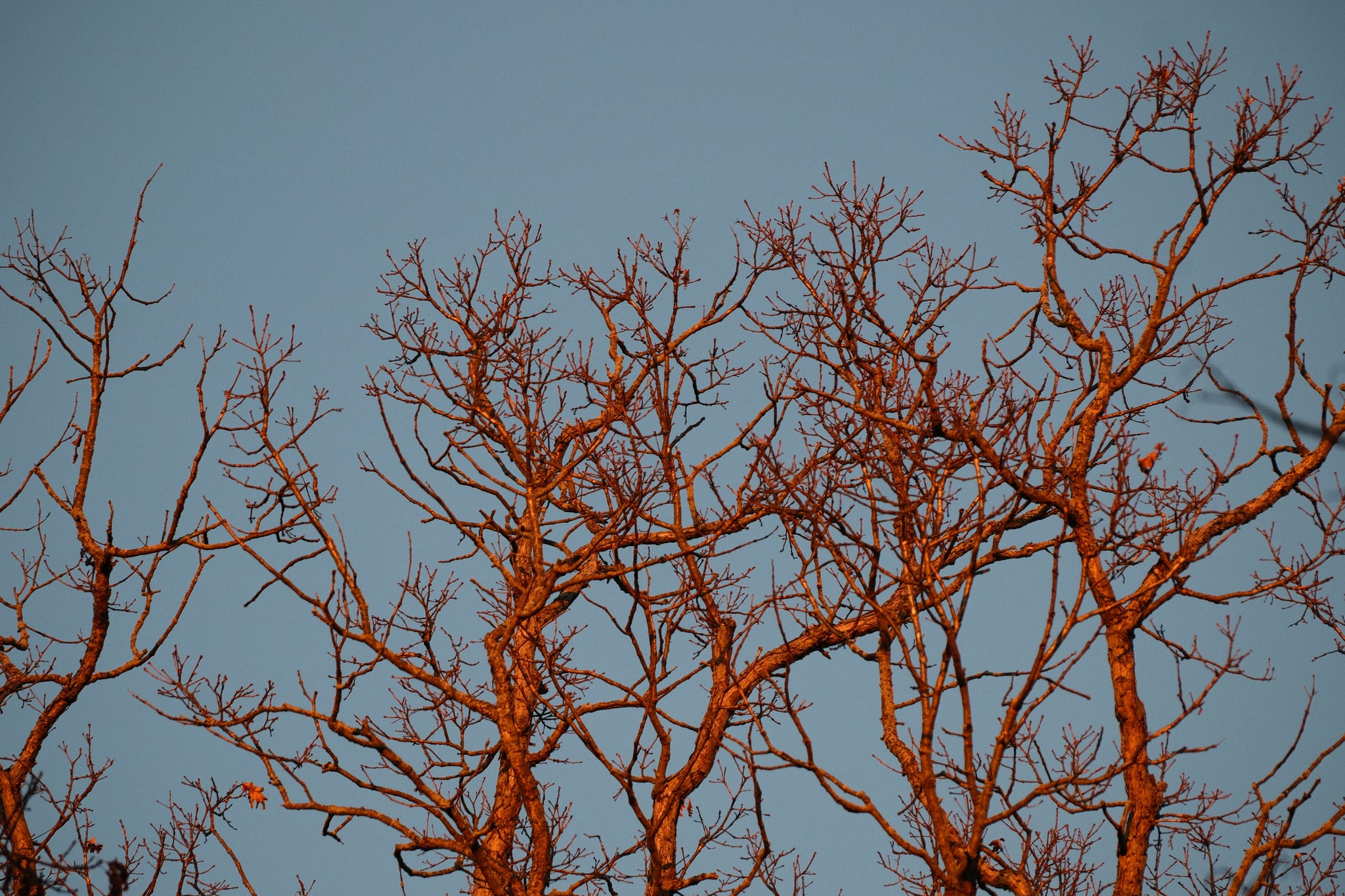 Leafless tree branches silhouetted against a clear blue sky