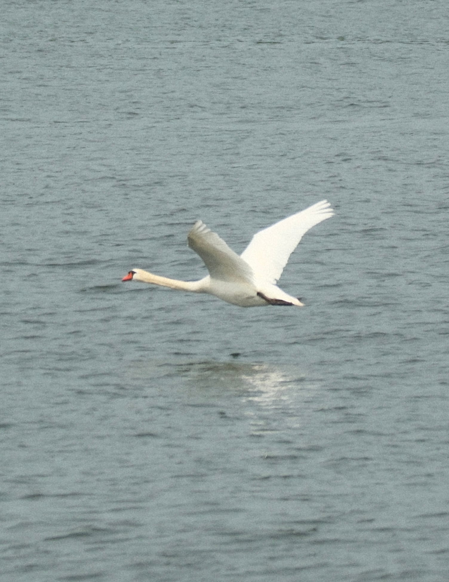 White swan flying low over calm water with wings outstretched