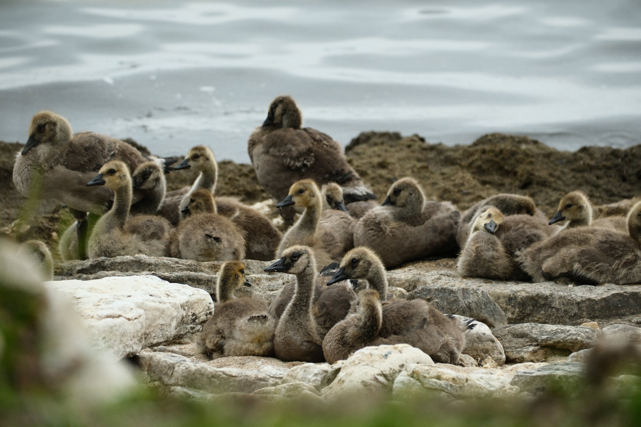 Large group of seals resting on a rocky shoreline near the water