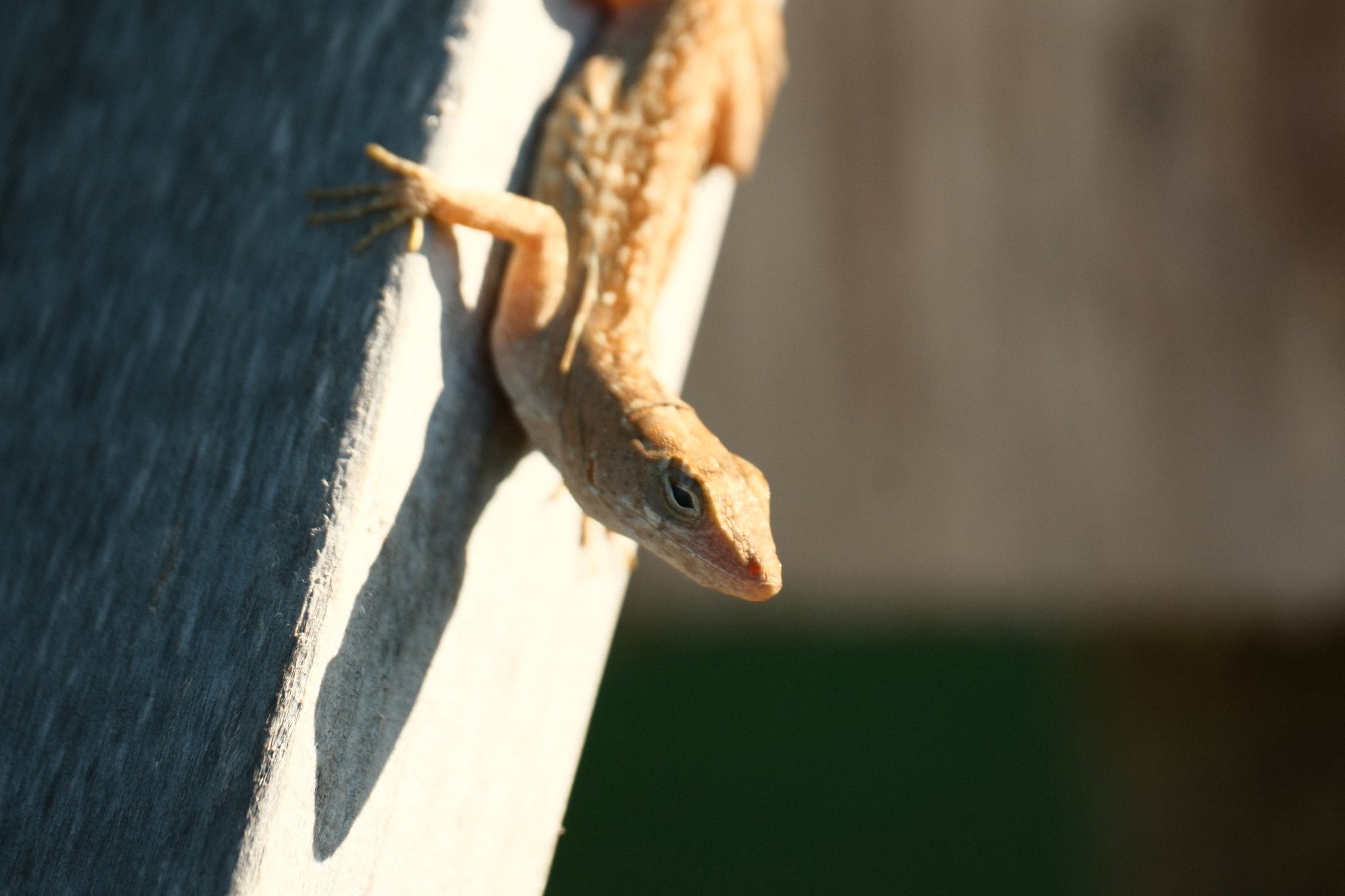 Close-up of a squirrel gripping a pale wooden plank in warm sunlight with a blurred background